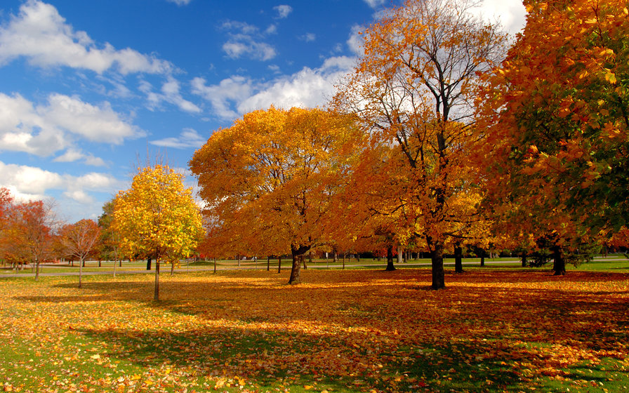 золотая осень - парк, деревья, природа - оригинал