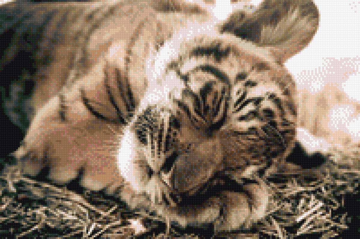 Тигренок - животные, тигренок, тигр - предпросмотр