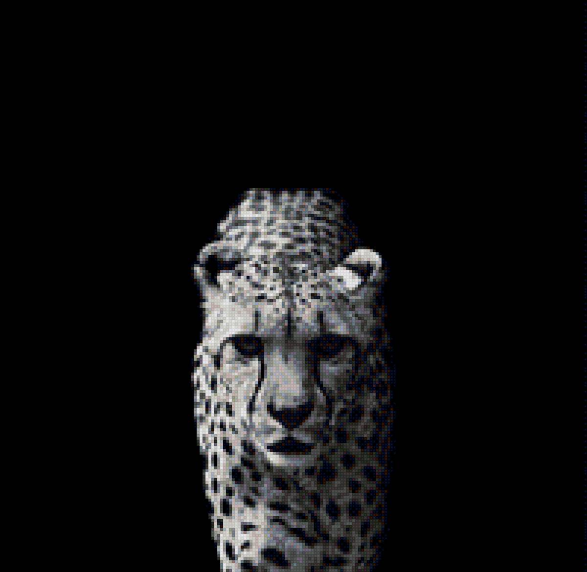 Леопард - животные, леопард - предпросмотр