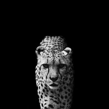 Оригинал схемы вышивки «Леопард» (№1305569)