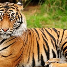 Схема вышивки «тигр»