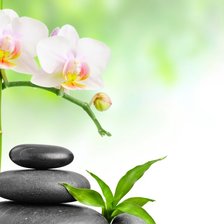 Орхидея и бамбук