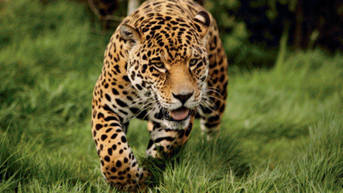 киска - предпросмотр