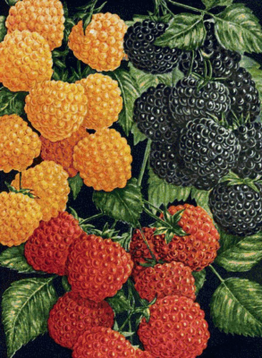ягодное ассорти - малина, ягоды, ежевика - предпросмотр