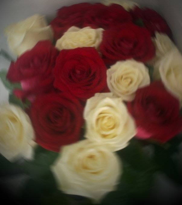 белое-красное - цветы, розы - оригинал