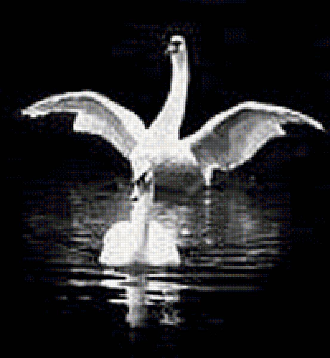 лебеди - птицы, монохром, лебеди - предпросмотр