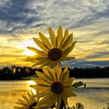 Схема вышивки «№1308197»