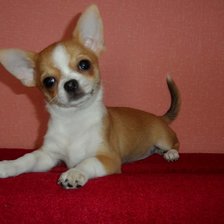 Схема вышивки «Чихуахуа»