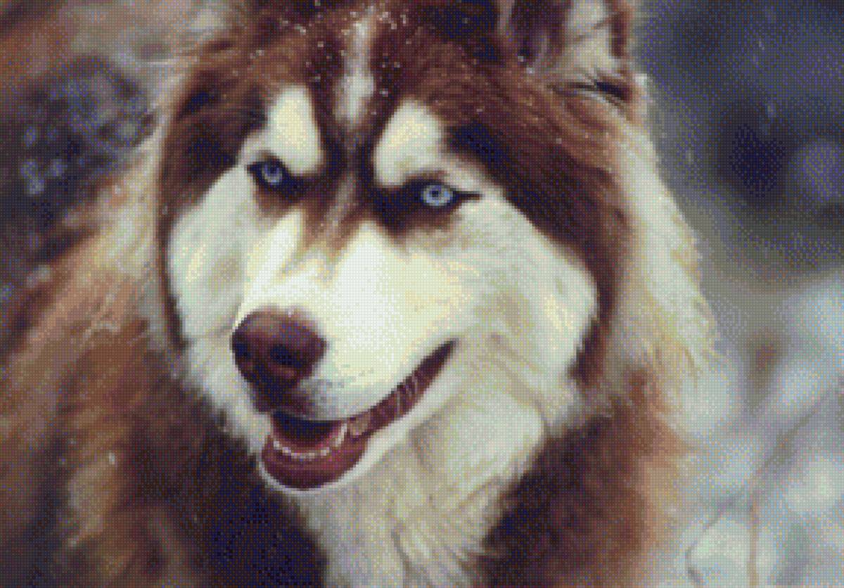 Хаски - предпросмотр