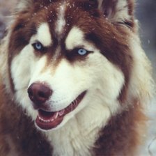 Схема вышивки «Хаски»