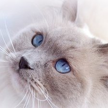Пушистая кошка с голубыми глазами