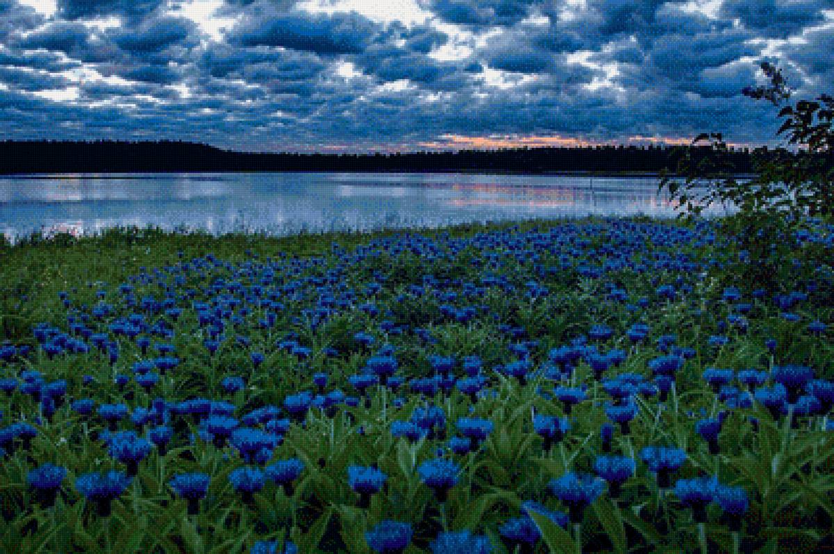 Васильковое поле - поле, луг, цветы - предпросмотр