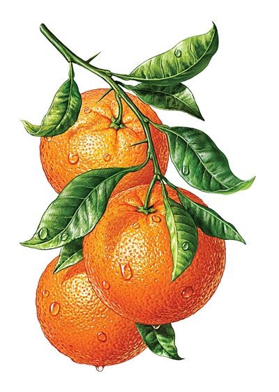 770 - фрукты - оригинал