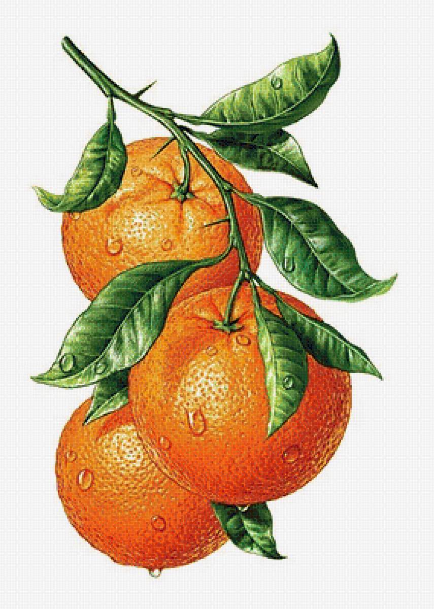 770 - фрукты - предпросмотр