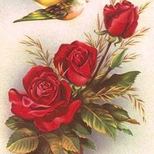 tri červené ruže,vtáčik