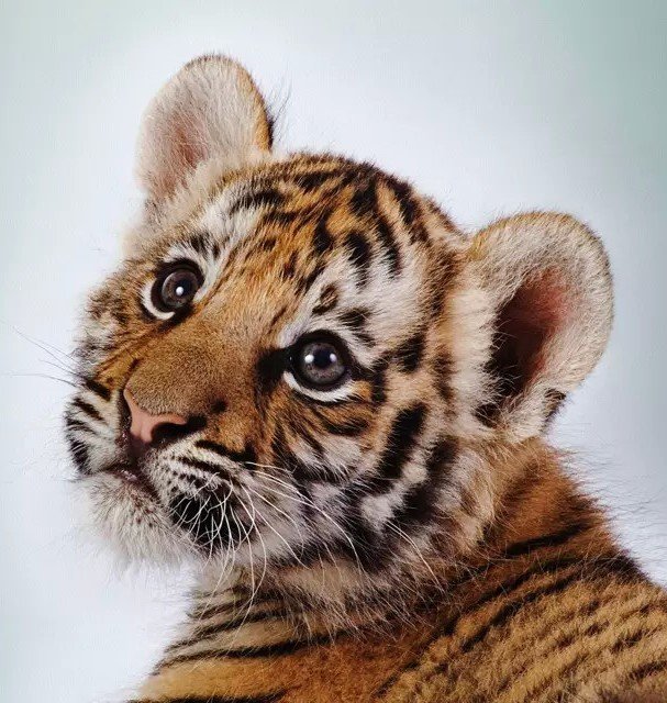 тигрулька - оригинал