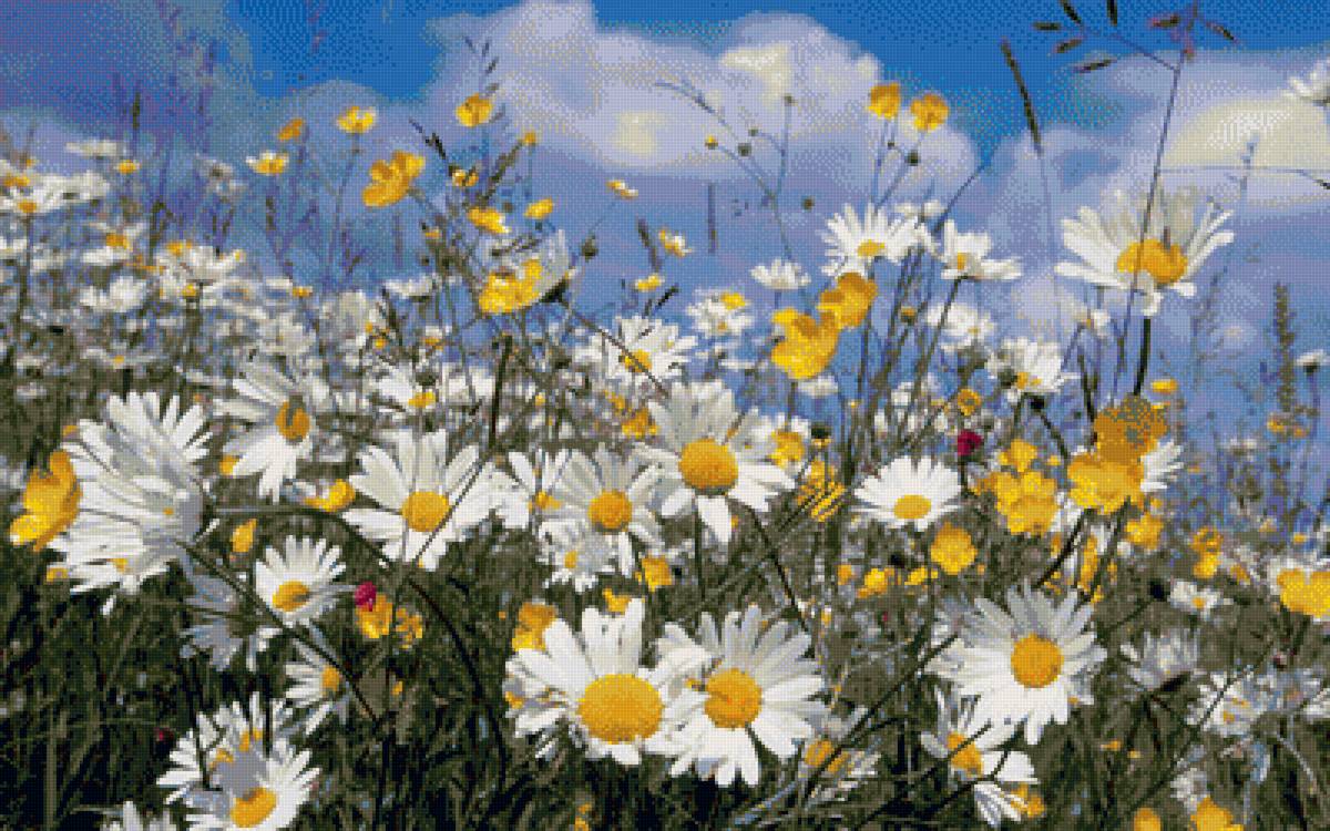 Ромашковое поле - предпросмотр