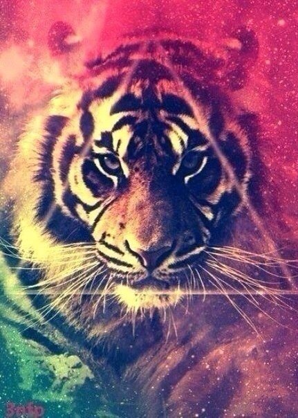 Цветной тигр - оригинал