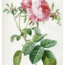 Дамасская розовая роза (1817). Пьер-Жозеф Редуте