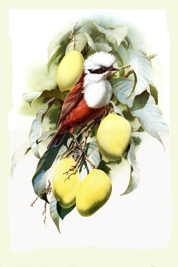 №1310874 - оригинал