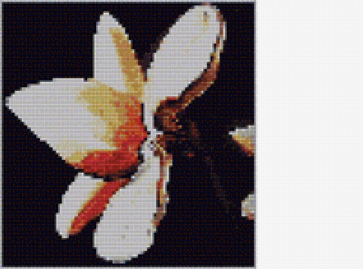 орхидея - предпросмотр