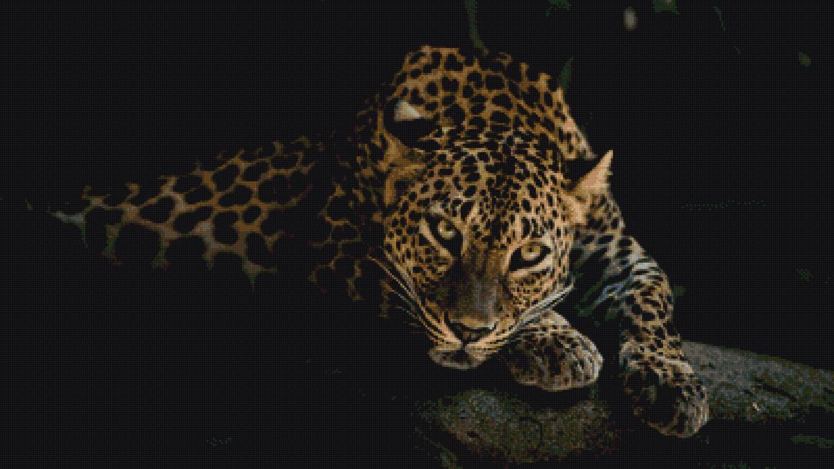 кошка - предпросмотр