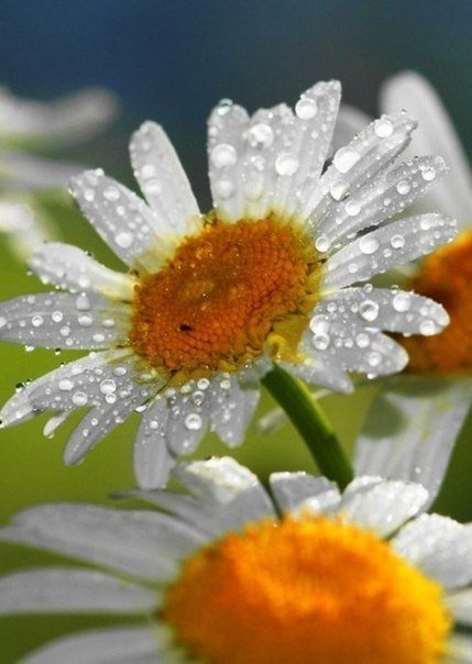 №1311284 - оригинал