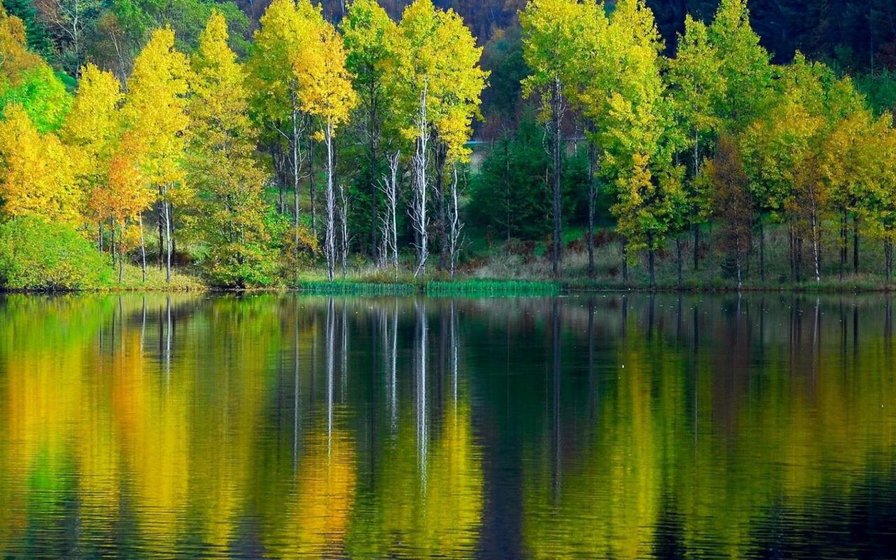 у озера - природа, вода, деревья - оригинал