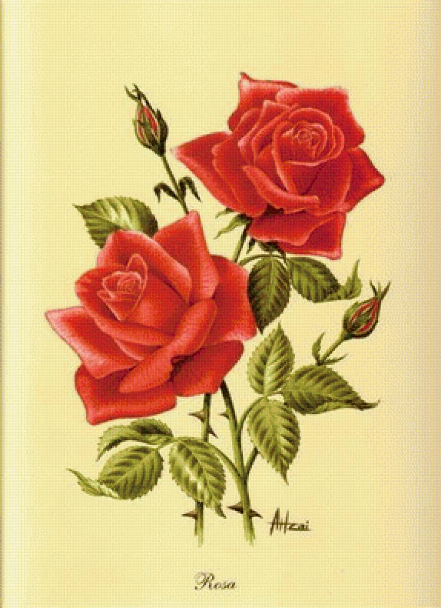 červené ruže - предпросмотр
