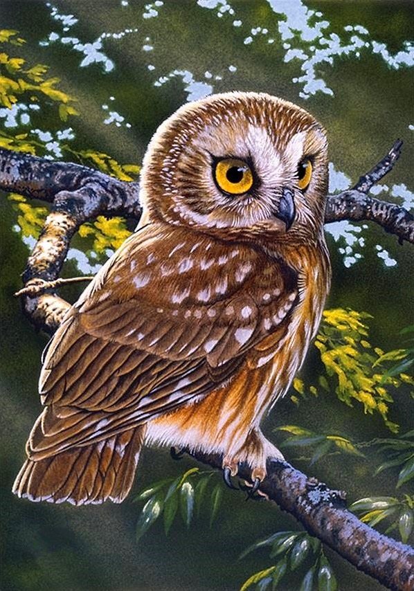 ночной страж - птицы, филин, сова, хищники - оригинал