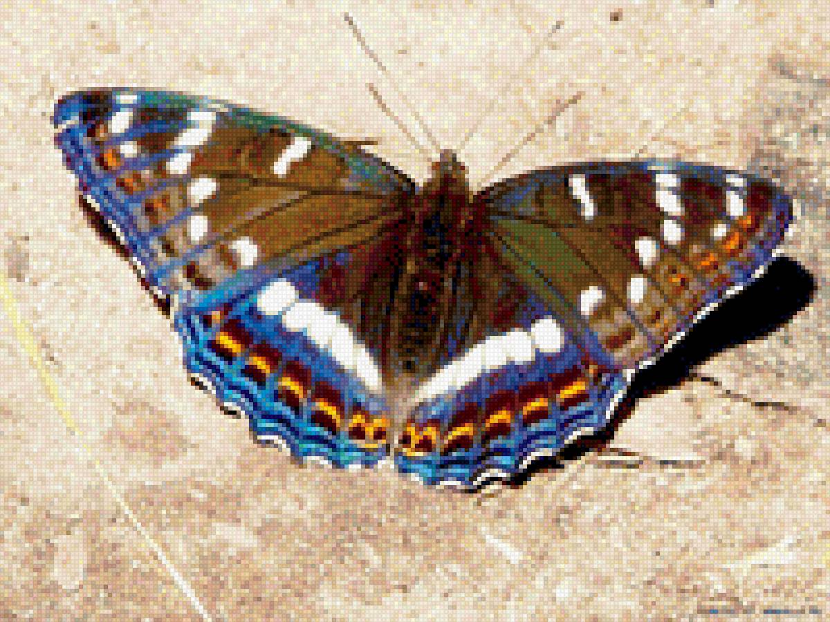 бабочка - насекомые - предпросмотр