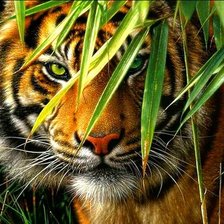Схема вышивки «Тигр охотник»