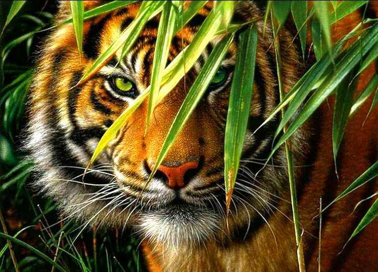 Тигр охотник - хищник, тигр, джунгли - оригинал