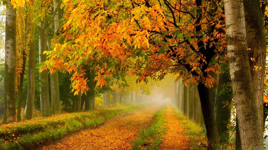 осень - деревья, природа, дорога, парк - оригинал