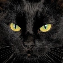 Оригинал схемы вышивки «Черный кот» (№1312854)