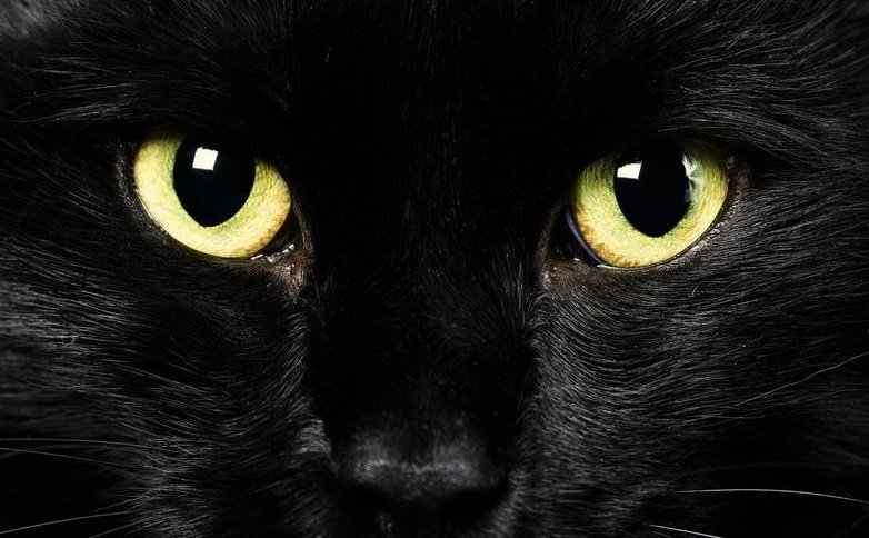 Черный кот 2 - глаза, кот, черный, морда, черный кот - оригинал