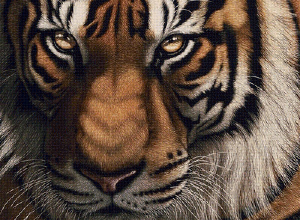 тигр - тигр, тигры, хищники - предпросмотр