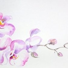 Орхидея. Акварель