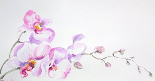 Орхидея. Акварель - орхидея, акварель, цветы - оригинал
