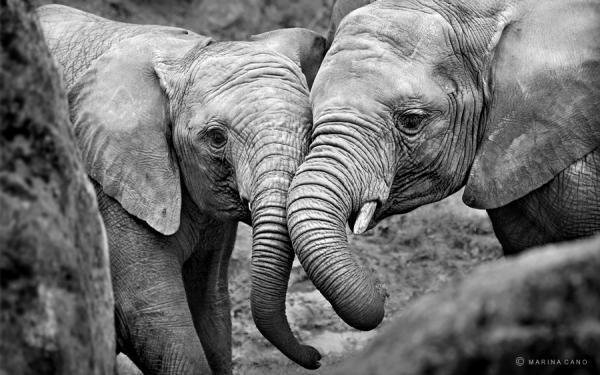 Слоны - пара слонов, слоны - оригинал