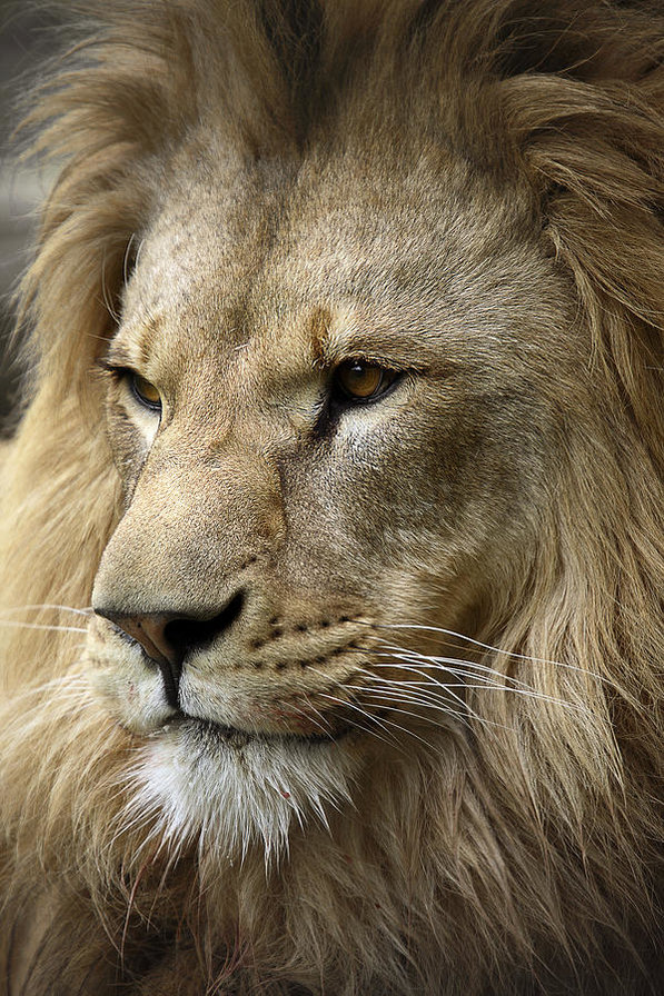 серия "лев" - оригинал