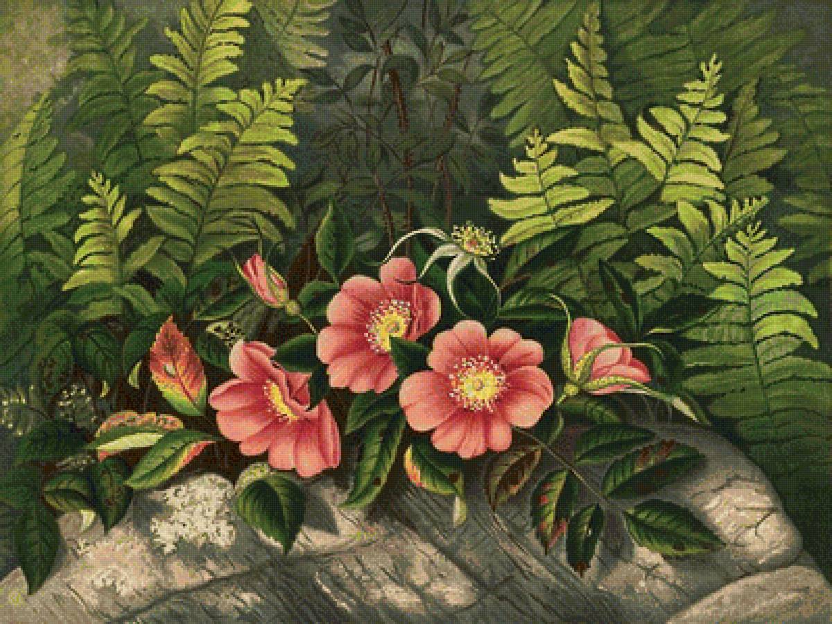 дикая роза - красные цветы, розы, розовые цветы, папоротник, дикая роза, шиповник - предпросмотр