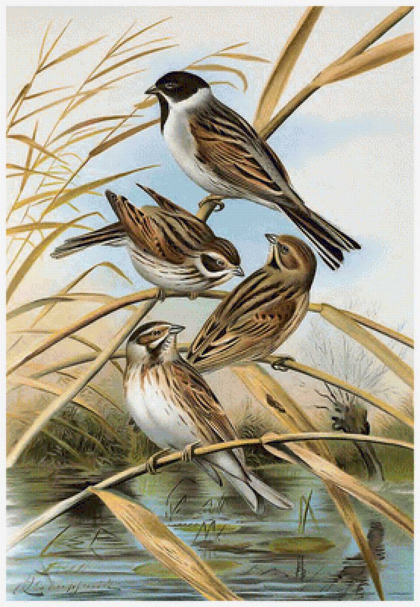 №1314589 - предпросмотр