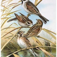 Схема вышивки «№1314589»