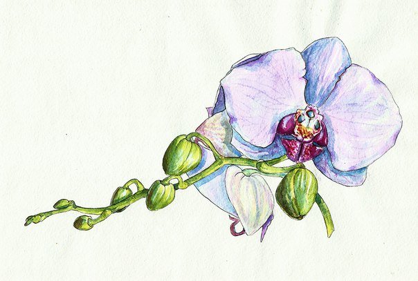 Акварельная орхидея. - орхидея, акварель, цветы - оригинал