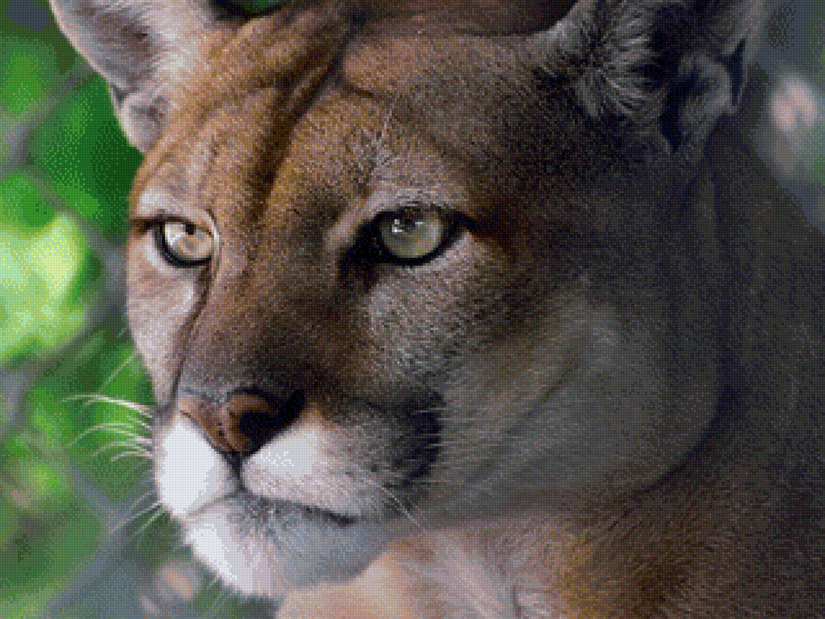 Пума - кошки, животные, пума - предпросмотр