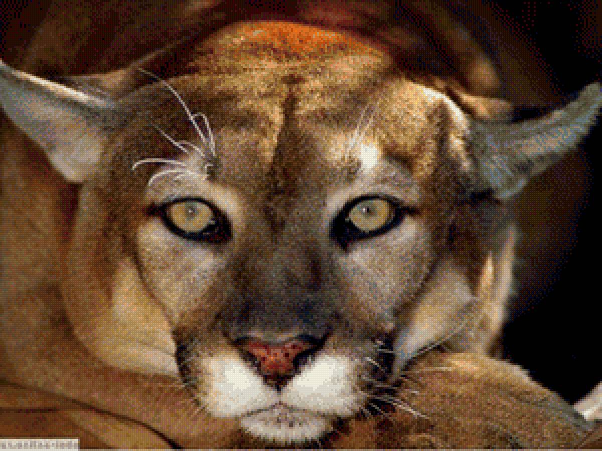 Пума 2 - кошки, пума, животные - предпросмотр