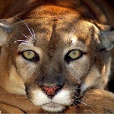 Схема вышивки «Пума 2»