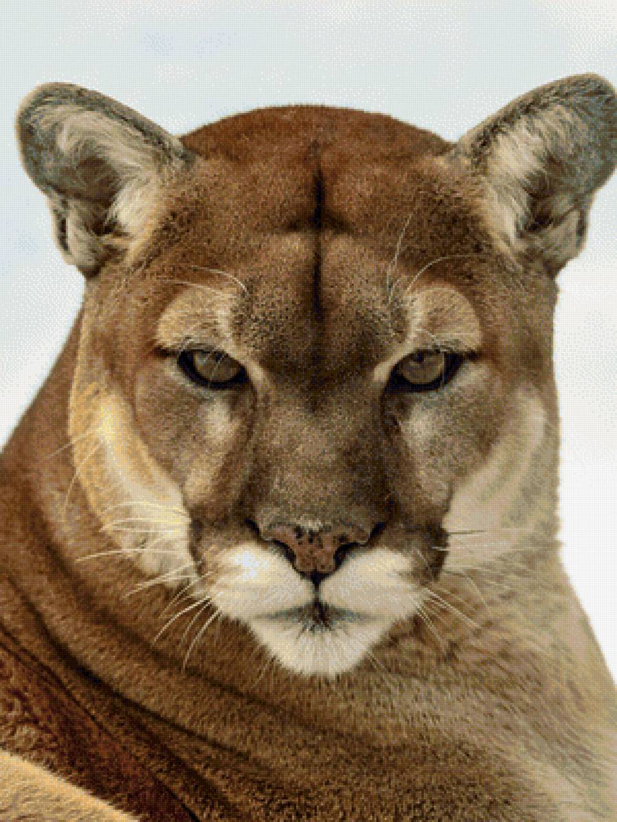 Пума 3 - кошки, пума, животные - предпросмотр
