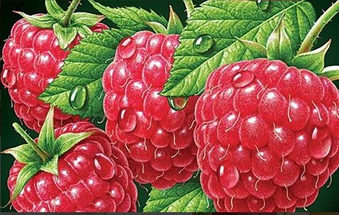 малина - натюрморт - оригинал